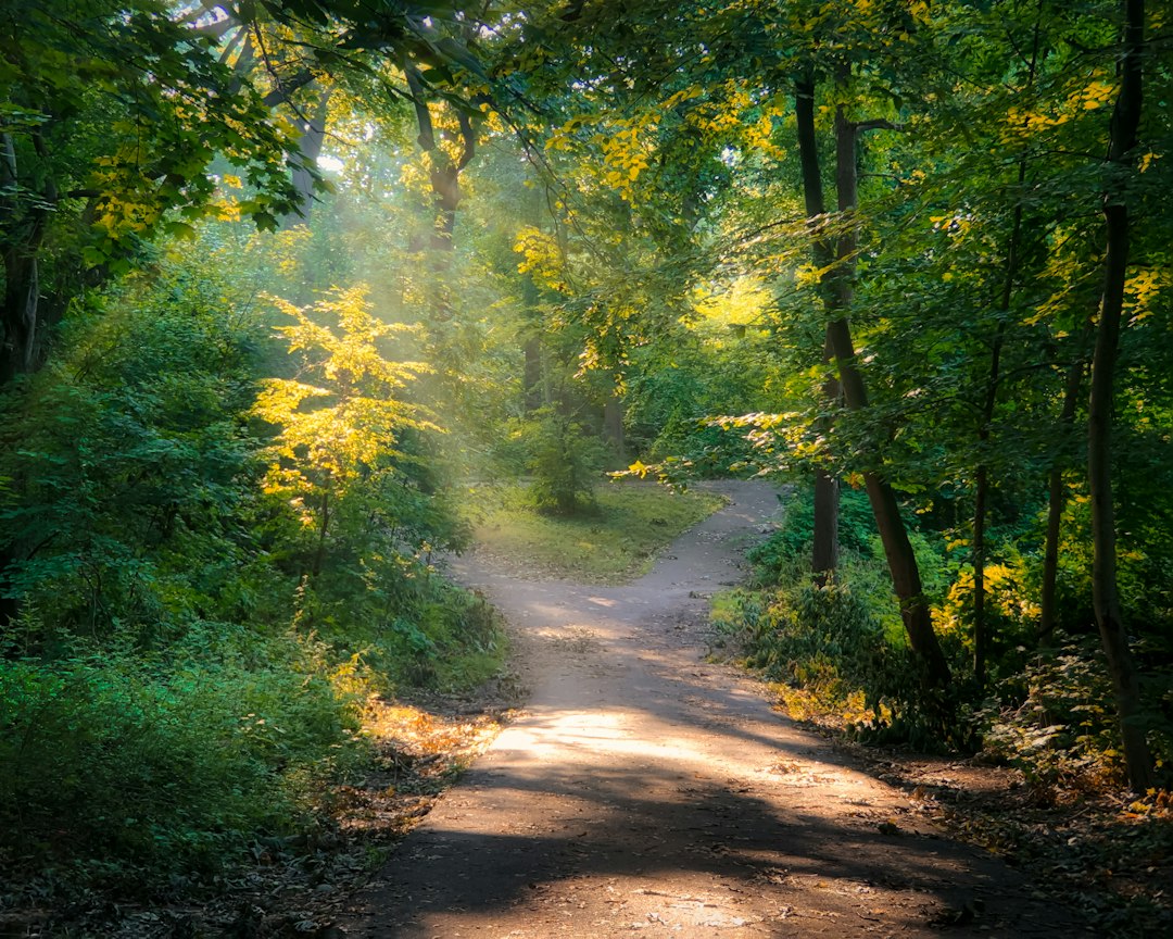 Chemin éclairé dans une forêt